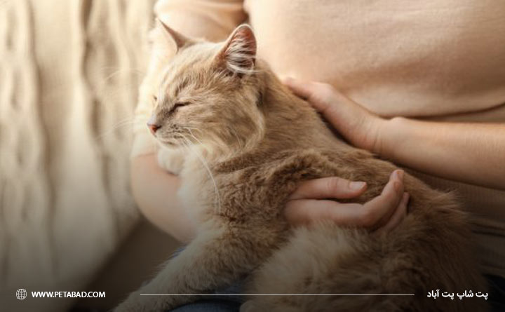 ضرورت مراقبت‌های بعد از واکسیناسیون گربه 