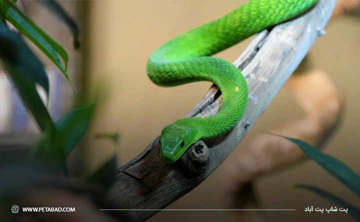 بهترین حیوان خانگی برای آپارتمان: مارها