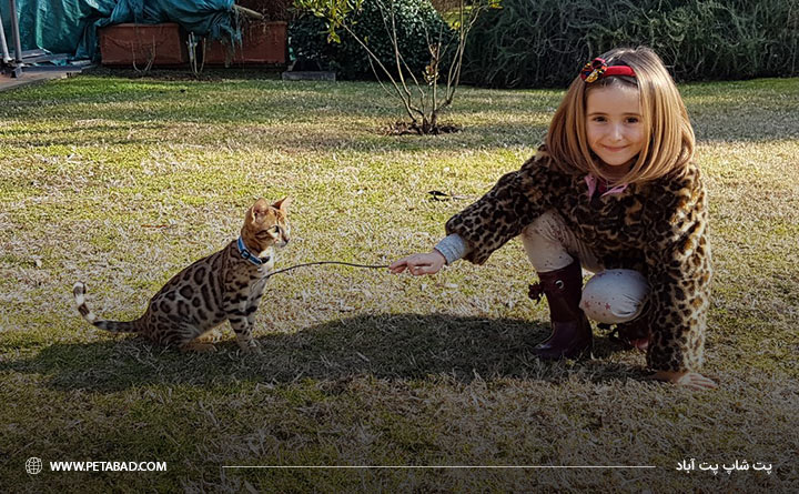 گربه بنگال و کودک