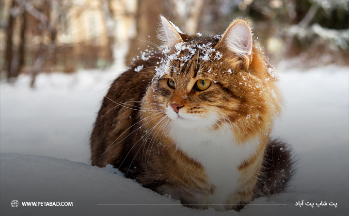 تغذیه گربه در فصل سرما