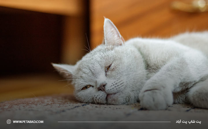 تب طولانی گربه از نشانه های بیماری پریتونیت گربه خشک