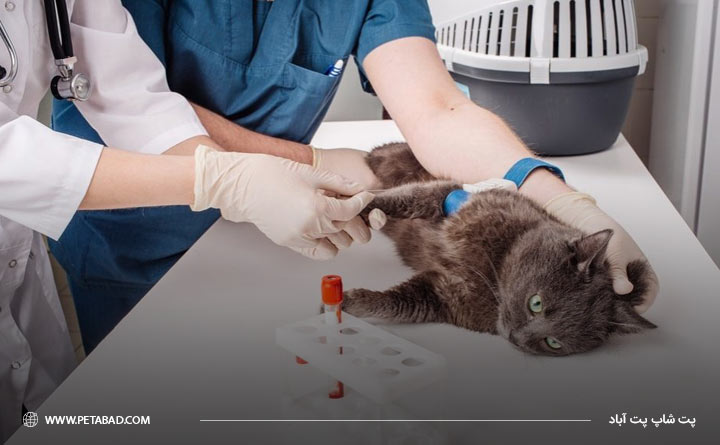  آزمایش خون و ادرار گربه برای تشخیص تب گربه