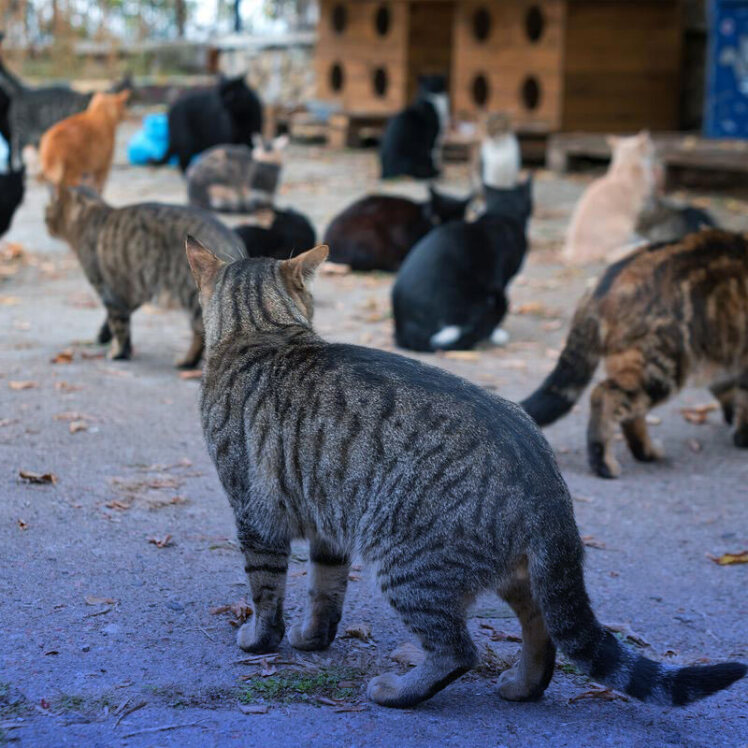 نگاهی دقیق‌تر به گربه‌های خیابانی