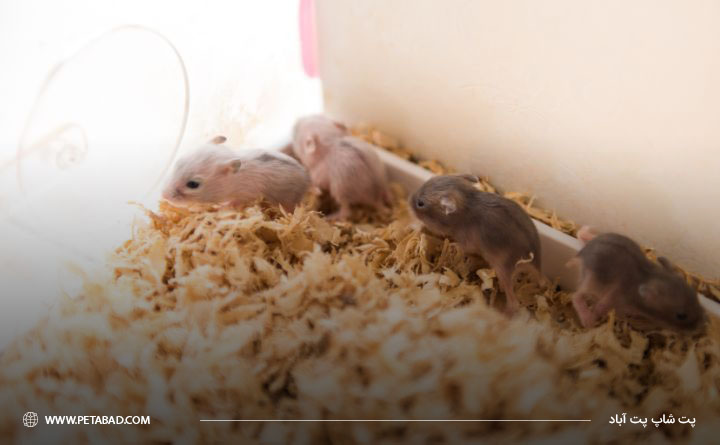 غذای بچه همستر