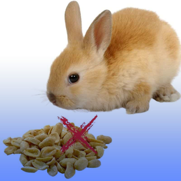 غذاهای ممنوعه برای خرگوش
