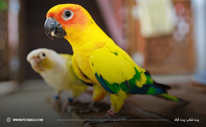 کدام پرنده ها برای نگهداری در آپارتمان مناسب هستند؟