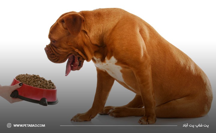 کاربرد انواع غذای درمانی سگ