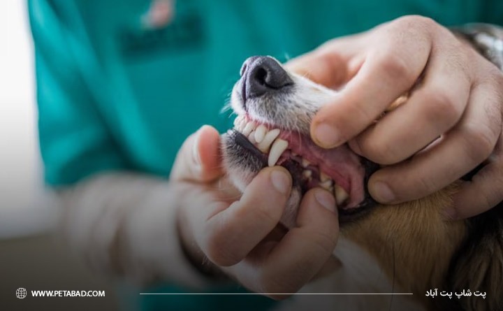 باقی‌ماندن دندان‌های شیری سگ