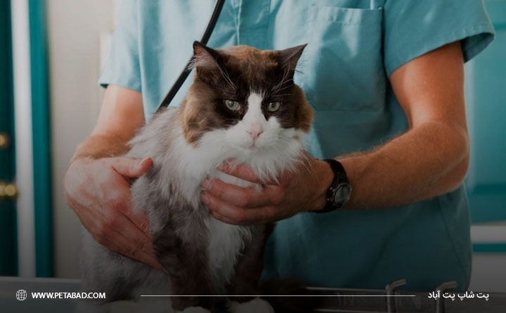 مشورت با دامپزشک برای خرید غذای درمانی گربه