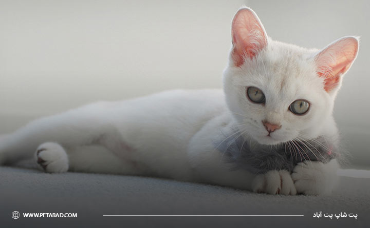 مهمترین مشخصات ظاهری گربه برمیلا