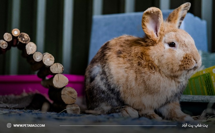 بهترین سن عقیم‌سازی خرگوش 