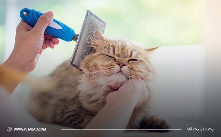 برس کشیدن گربه برای درمان گلوله مویی 