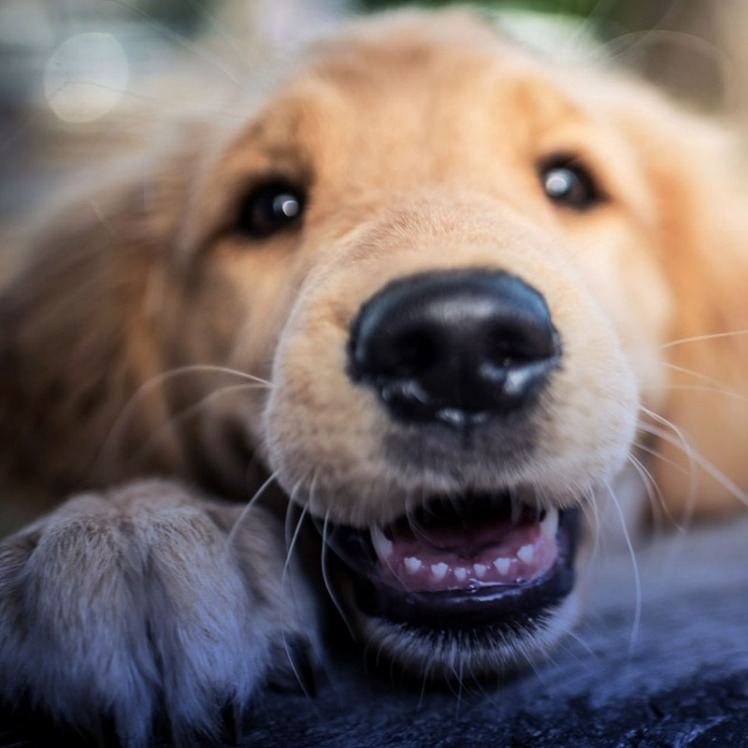 دندان شیری در سگها | همه چیز درباره دندان شیری سگ