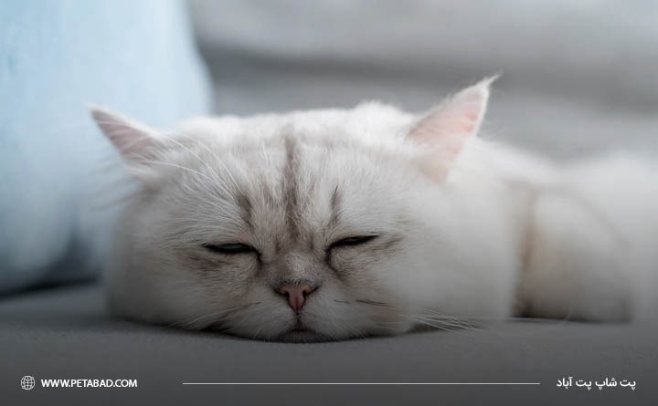 علائم ابتلا گربه به یبوست