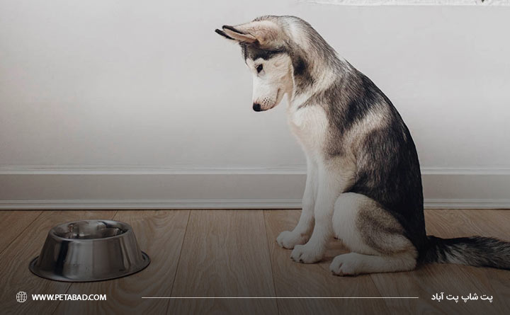 علت بی اشتهایی سگ هاسکی