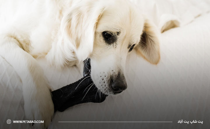 سگ ها خوردن جوراب را دوست دارند