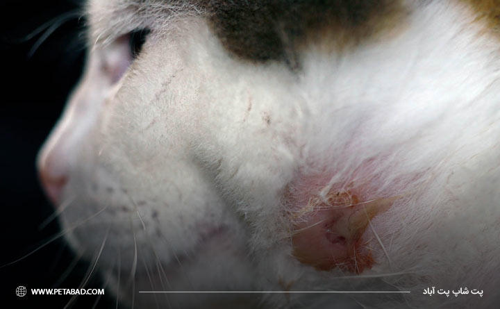 مشاهده توده‌ها و برجستگی‌ها از نشانه های سرطان در گربه