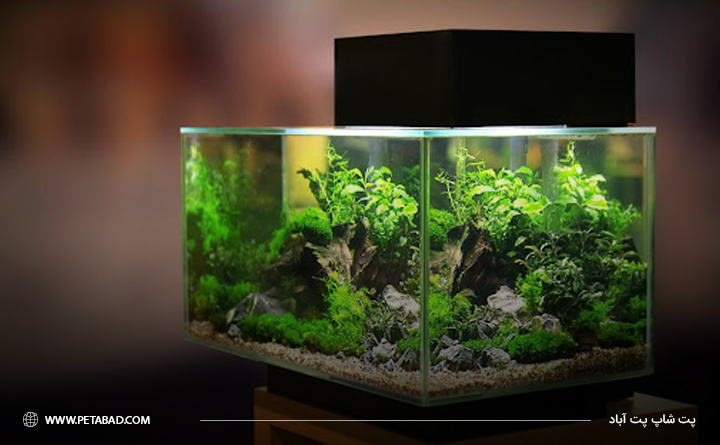 تجهیزات مورد نیاز آکواریوم: روشنایی آکواریوم