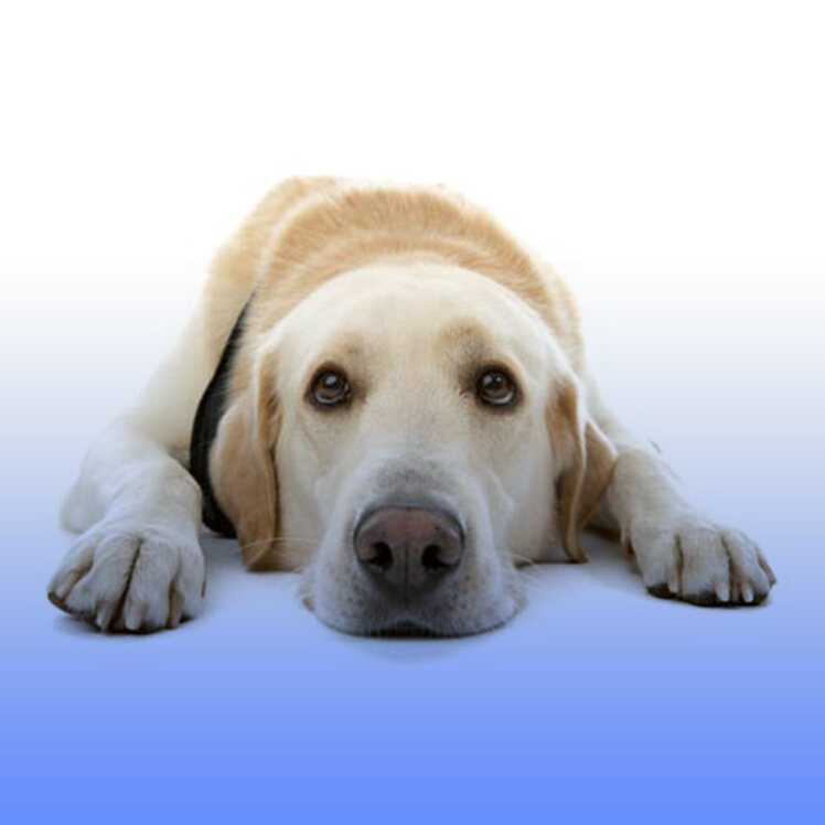 سرطان در سگ‌ها و علل ابتلا به آن