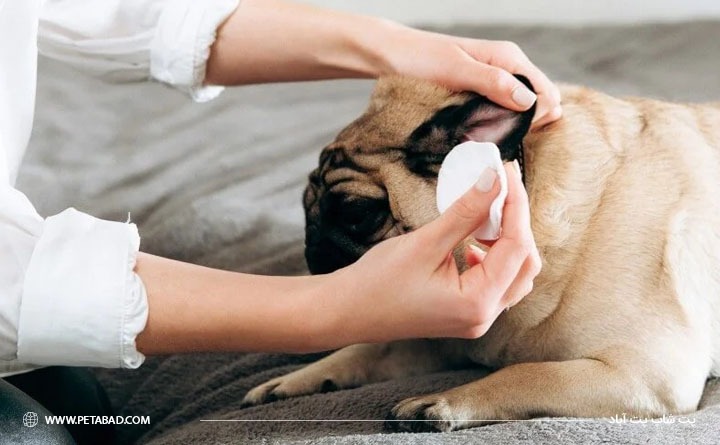  تمیز کردن گوش سگ