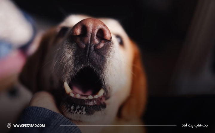 سرطان دهان و بینی در سگ