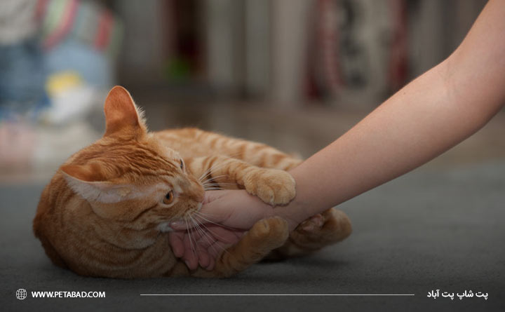 چرا گربه ها در حین بازی دست شما را گاز می گیرند