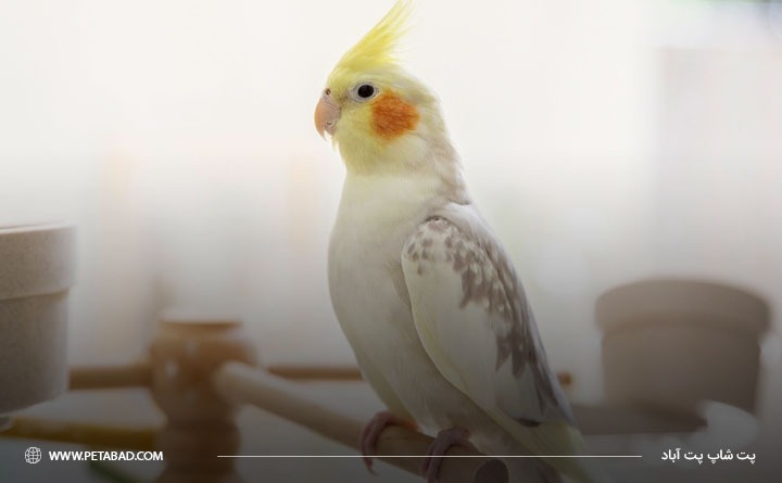 مهم ترین دلایل دلیل خارش بدن عروس هلندی