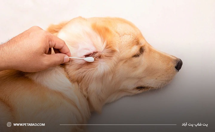 نکات مهم حین تمیز کردن گوش سگ