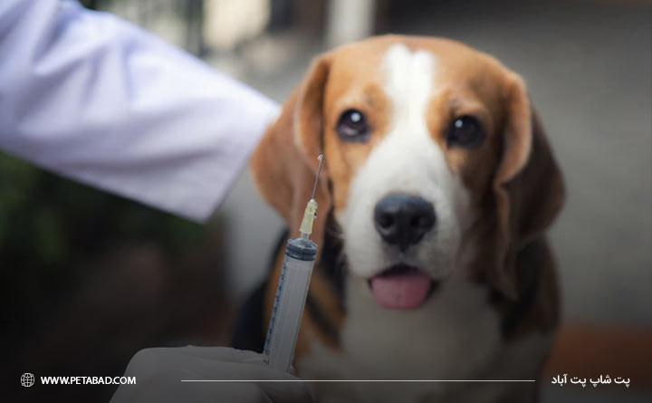 پیاده روی سگ بعد از واکسیناسیون
