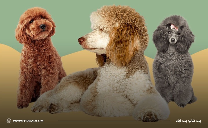 انواع سگ پودل