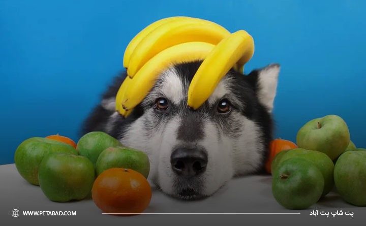 بهترین سبزی برای سگ