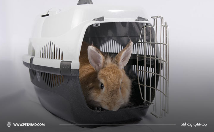 توجه به اندازه باکس خرگوش هنگام خرید
