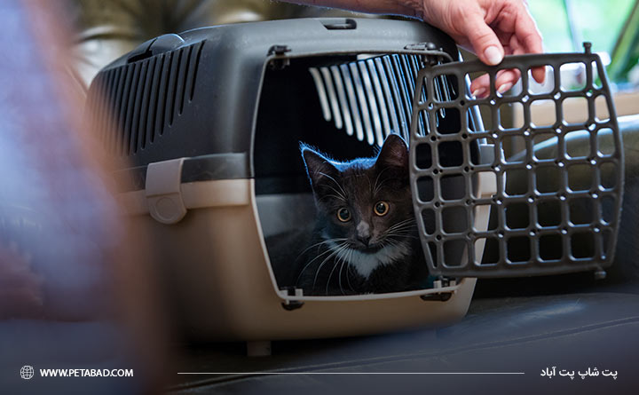 خرید باکس گربه