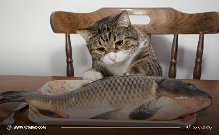 سرو ماهی برای گربه‌ها