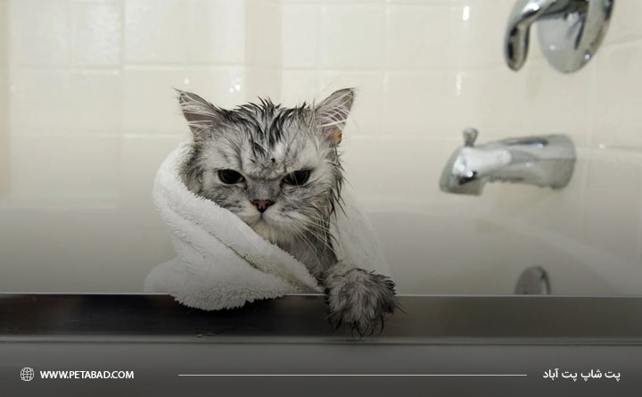 راهنمای حفظ سلامت پوست و موی گربه: رعایت تعادل در حمام کردن