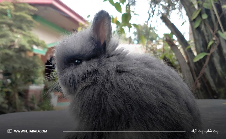 خرگوش نژاد جرسی