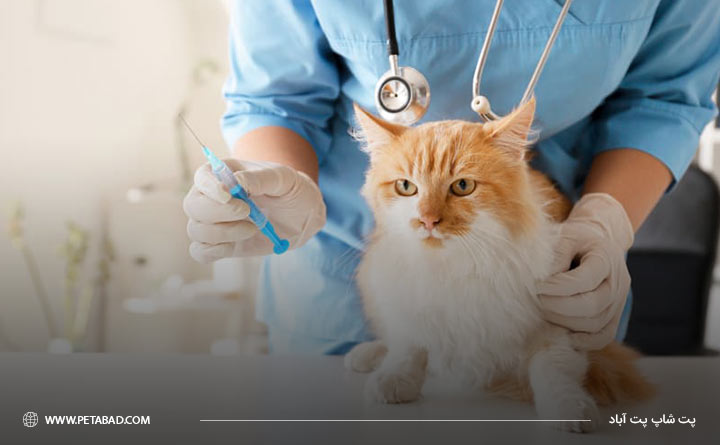 پیشگیری از عفونت دستگاه تنفس گربه