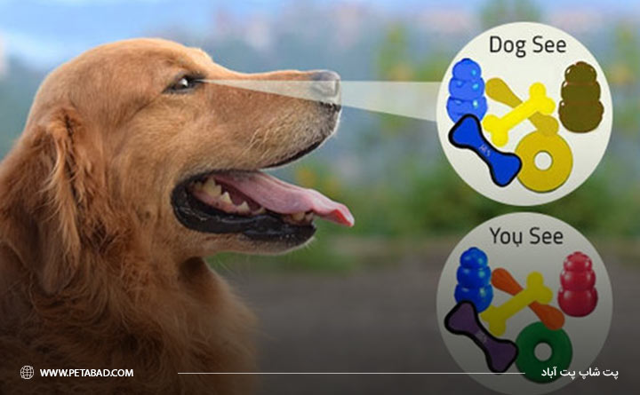 سگ ها چه رنگ هایی را می بینند؟