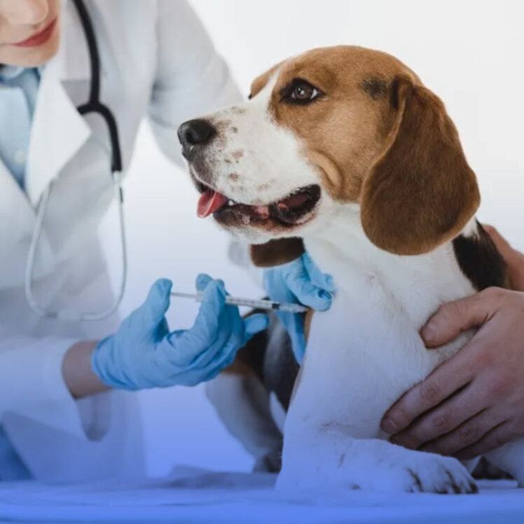 آشنایی با واکسیناسیون سگ ها