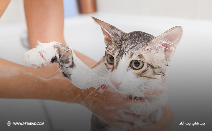 حمام‌کردن گربه برای درمان آلرژی گربه 