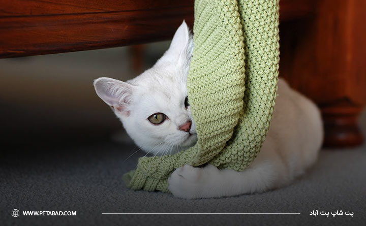 رفتار گربه نژاد برمیلا