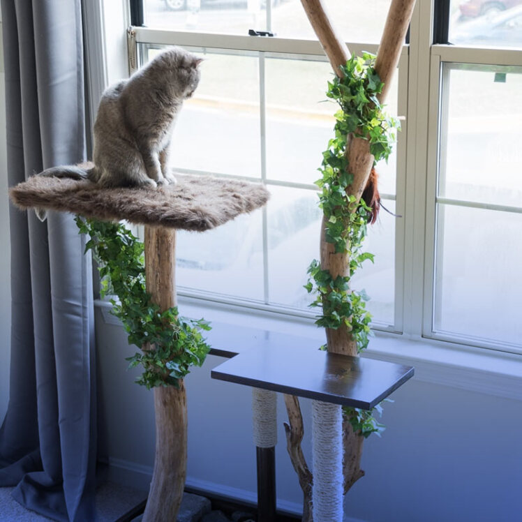 فرهنگ آپارتمان‌نشینی و گربه‌ها