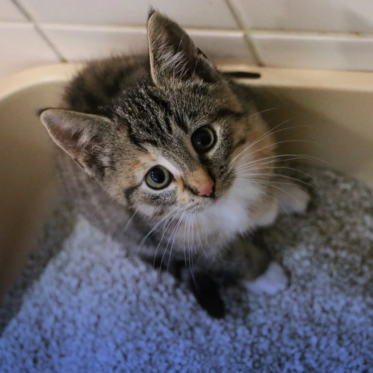 همه چیز درباره مدفوع گربه