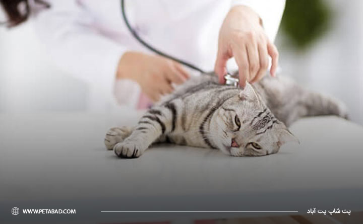 تشخیص کم‌خونی در گربه