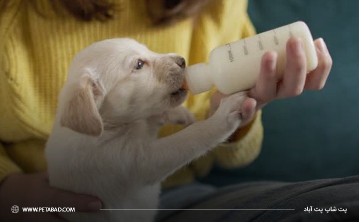 تفاوت شیر خشک سگ با شیرخشک انسان
