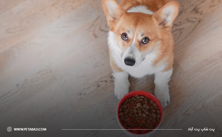 پرهیز از افزایش وزن بیرویه سگ
