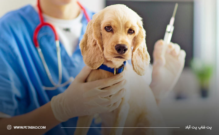 برنامه واکسیناسیون سگ ها
