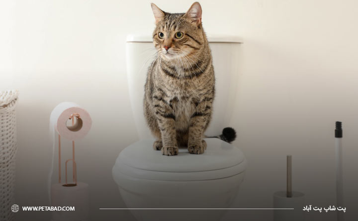 محل مورد علاقه گربه برای دستشویی