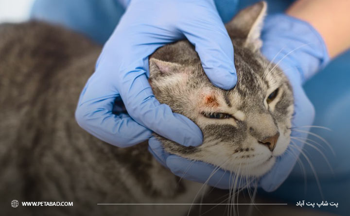 بیماری درماتوفیتوز در گربه‌ها چیست