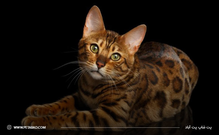 تاریخچه گربه نژاد بنگال